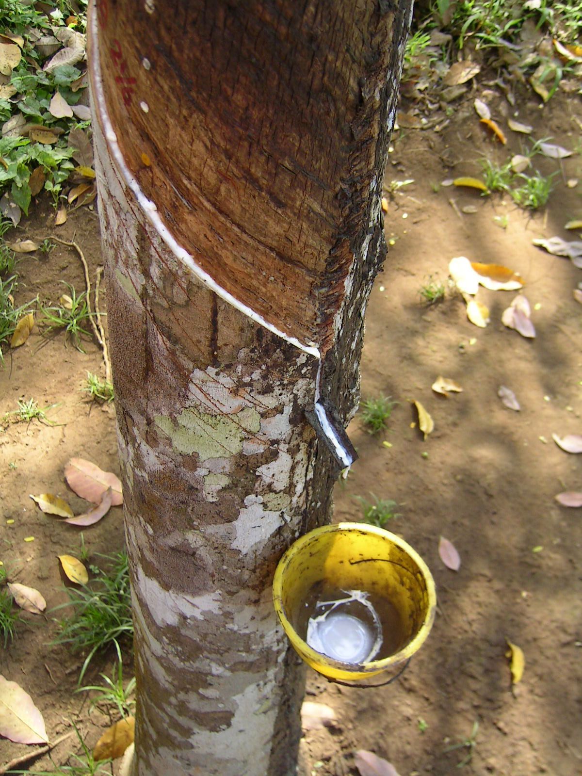 gum-like latex of certain tropical trees manufacturing